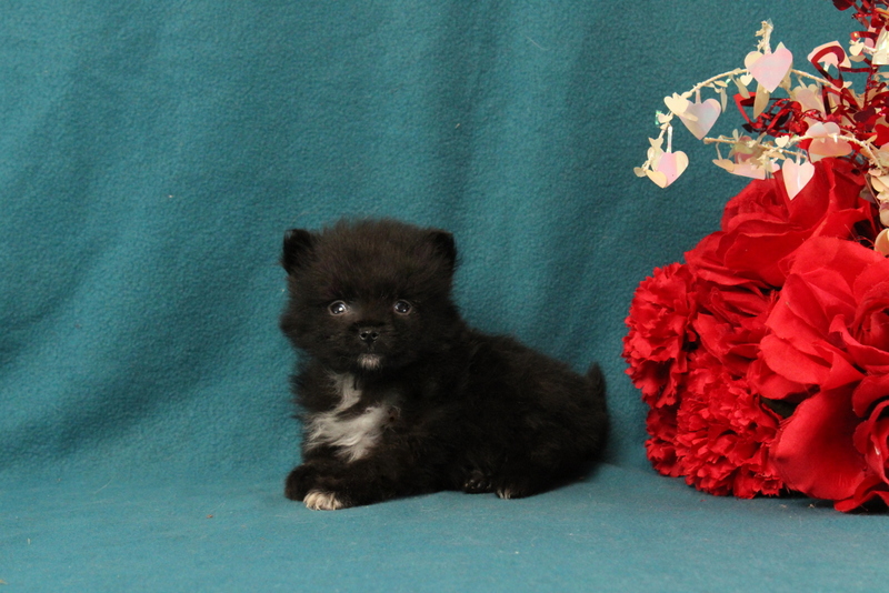 puppy, for, sale, Pomeranian, Matthew B. Stoltzfus, dog, breeder, Gap, PA, dog-breeder, puppy-for-sale, forsale, nearby, find, puppyfind, locator, puppylocator, aca